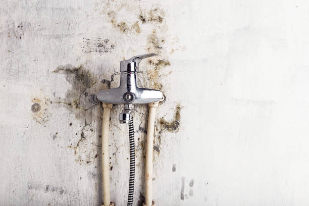 Best Mold Testing and Removal  in North Wales, PA