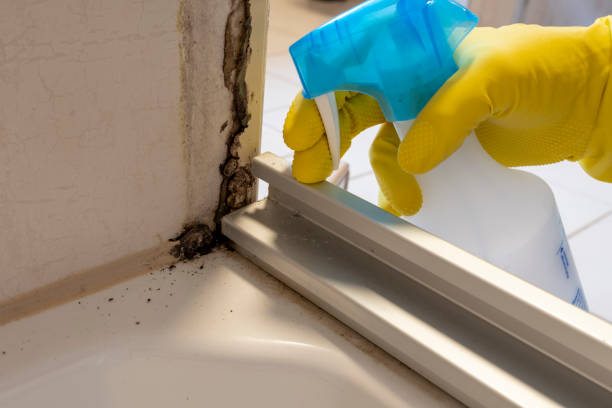 Mold Removal and Inspection in North Wales, PA