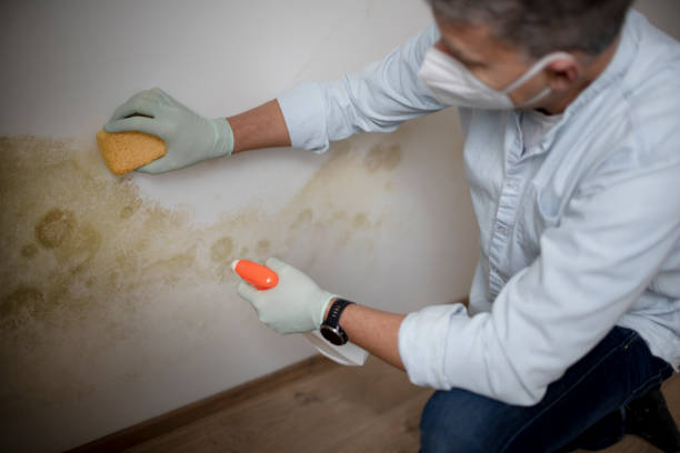 Crawl Space Mold Removal in North Wales, PA