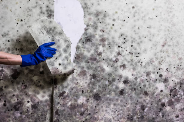 Best Toxic Mold Removal  in North Wales, PA