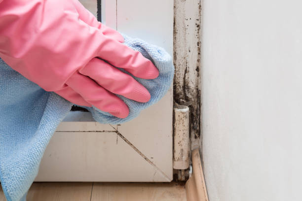 Best Residential Mold Removal  in North Wales, PA